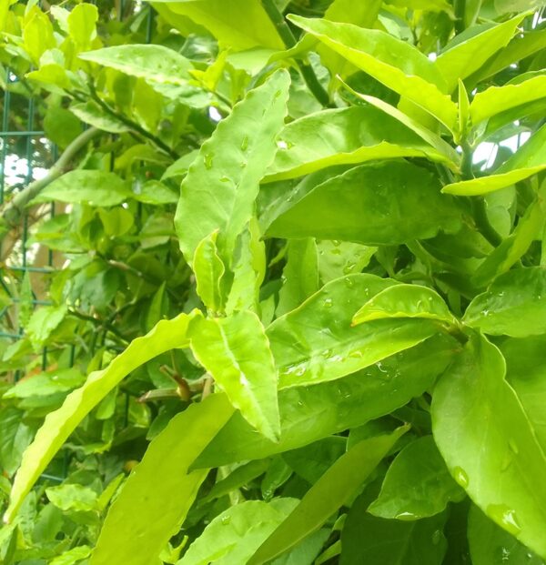 Planta para barda "Gallo"